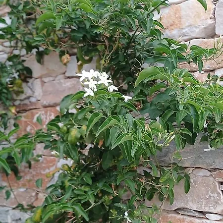 Jasmine House Apartmán